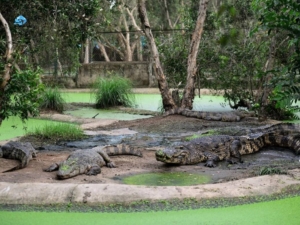 A Different Kind Of Travel Moment Outside Ho Chi Minh City At Saigon Crocodile Village